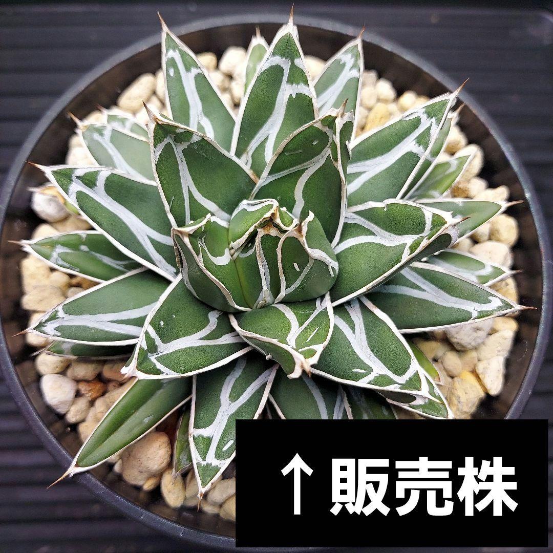 じ*む様 親株販売！！　子株付き　アガベ　姫笹の雪　特濃白ペンキ　耐寒性あり　オ