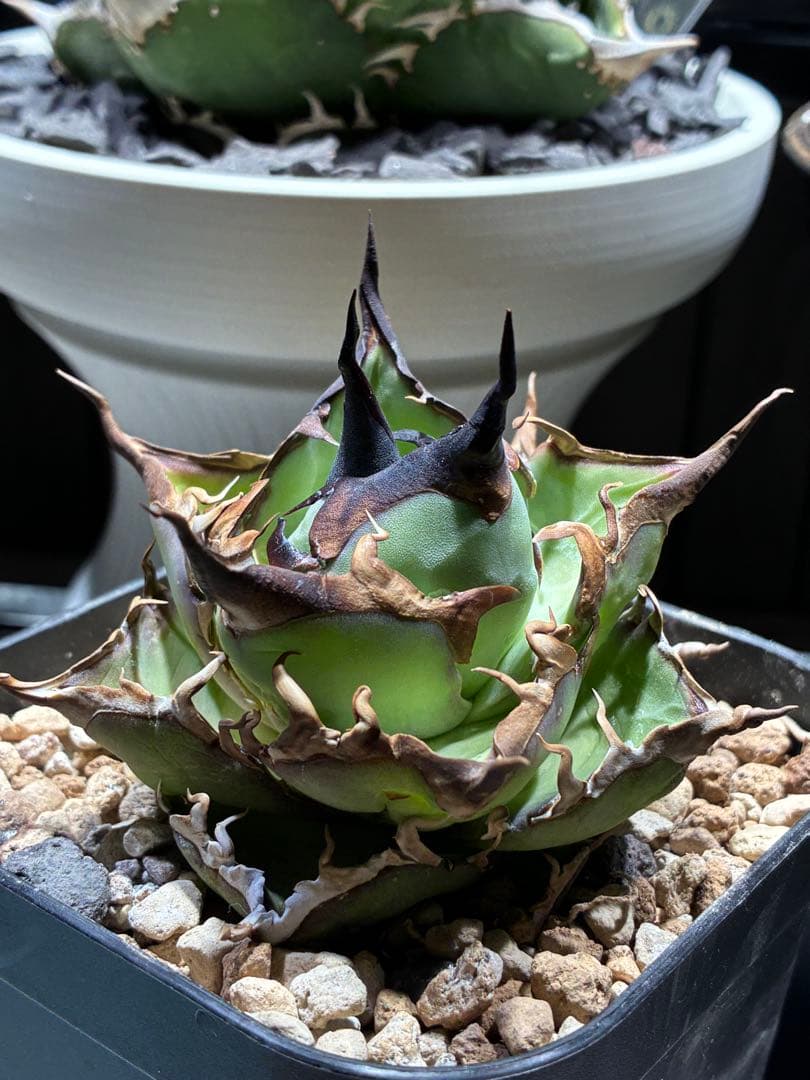 アガベ nosukepapayu