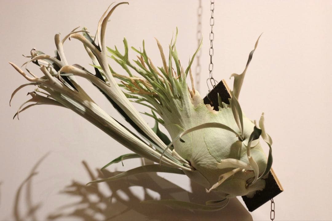 P.veitchii 'Auburn ' 子株販売　ビカクシダ