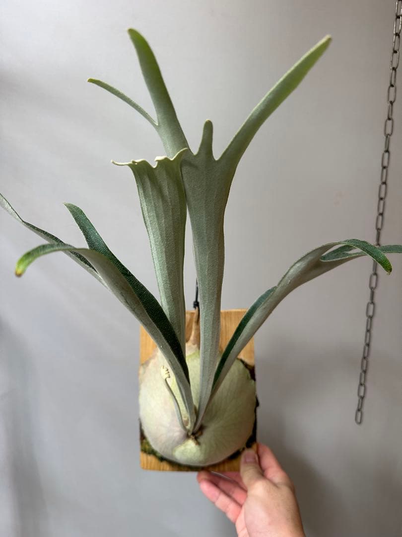 P.veitchii 'Auburn ' 子株販売　ビカクシダ