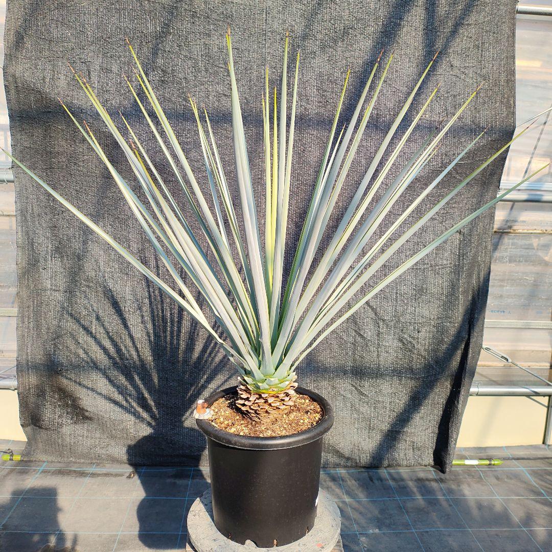 の*り様 ユッカ リギダ Hybrid