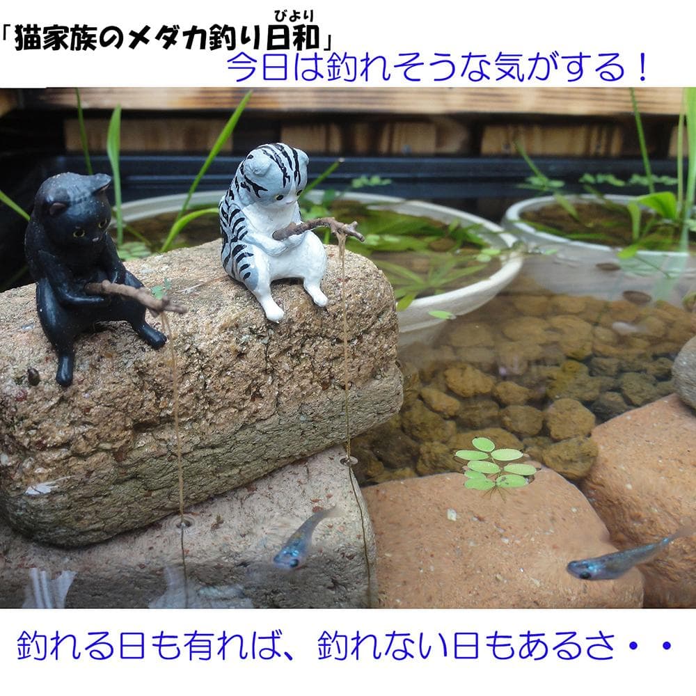 高さの有るビオトープ 40L　トロ舟＆木枠セット（棚付き）　メダカ・金魚用