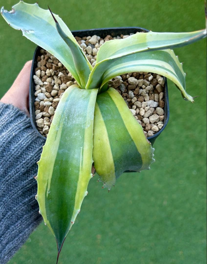 最高峰SS級株！感謝祭、鉢付き！発根済み！大株！特大オルカ！極上株！