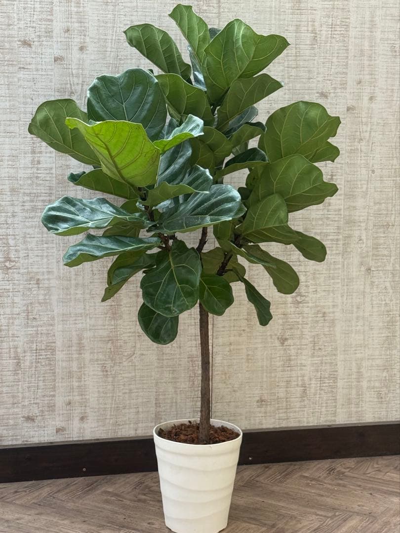 ☆ フィカス•バンビーノ♪10号 幹太 142cm 大葉 リビングサイズ♪