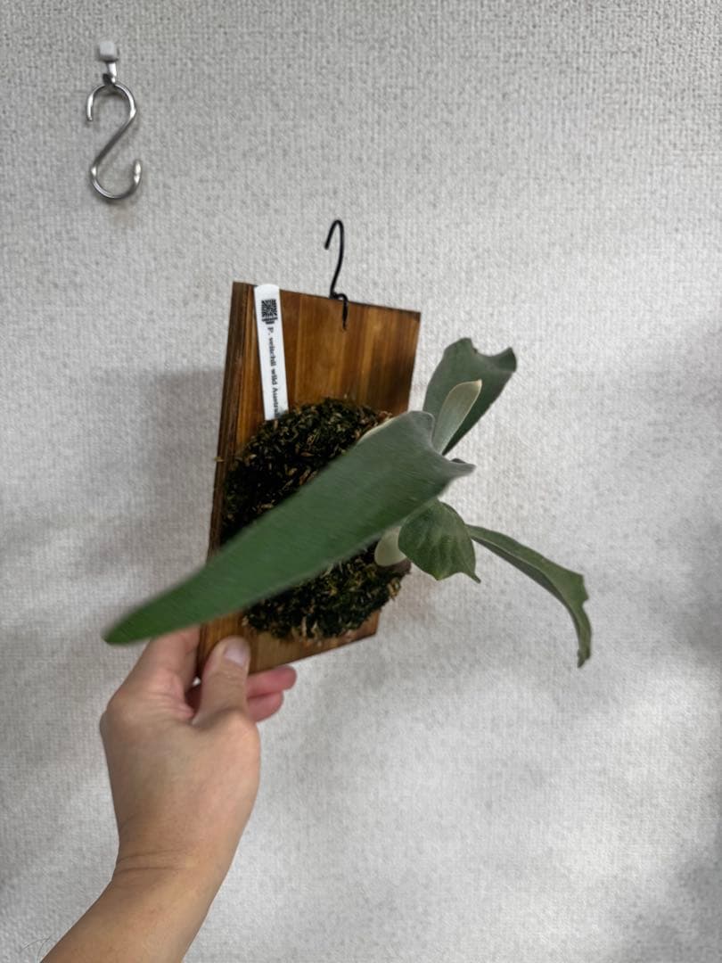 P. veitchii wild Australia ビカクシダ