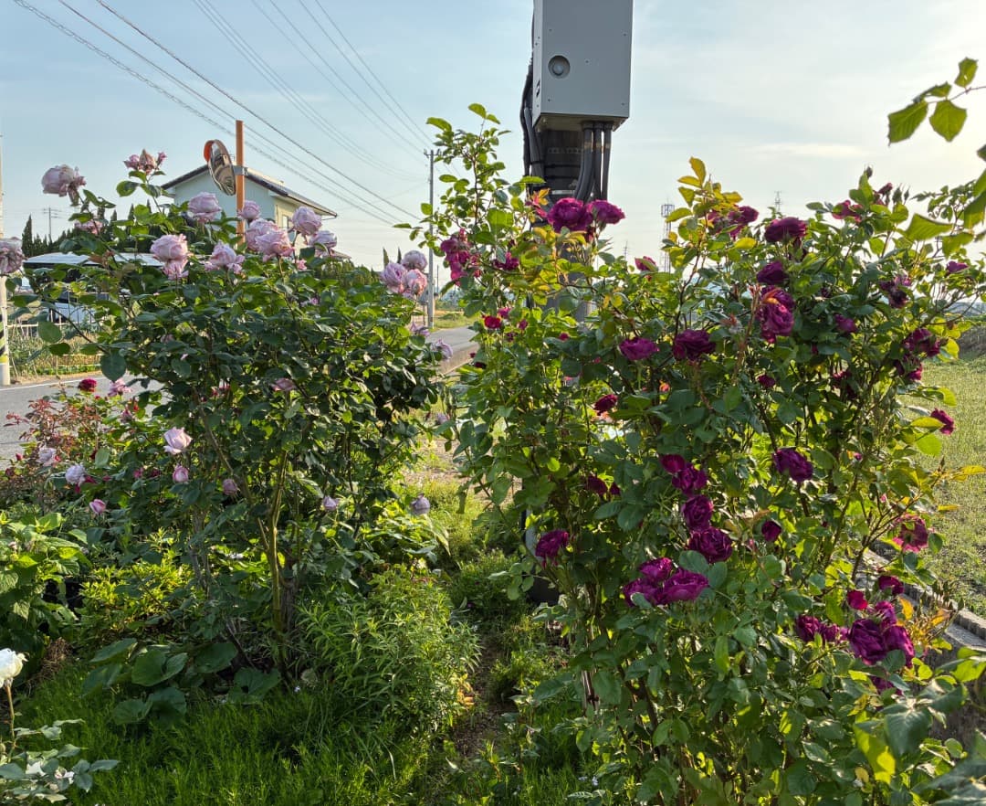 【バラ「超」大苗】　ブルームーン