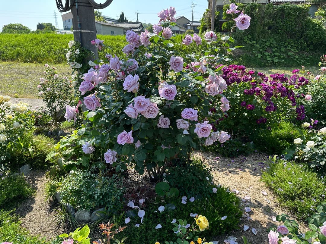 【バラ「超」大苗】　ブルームーン