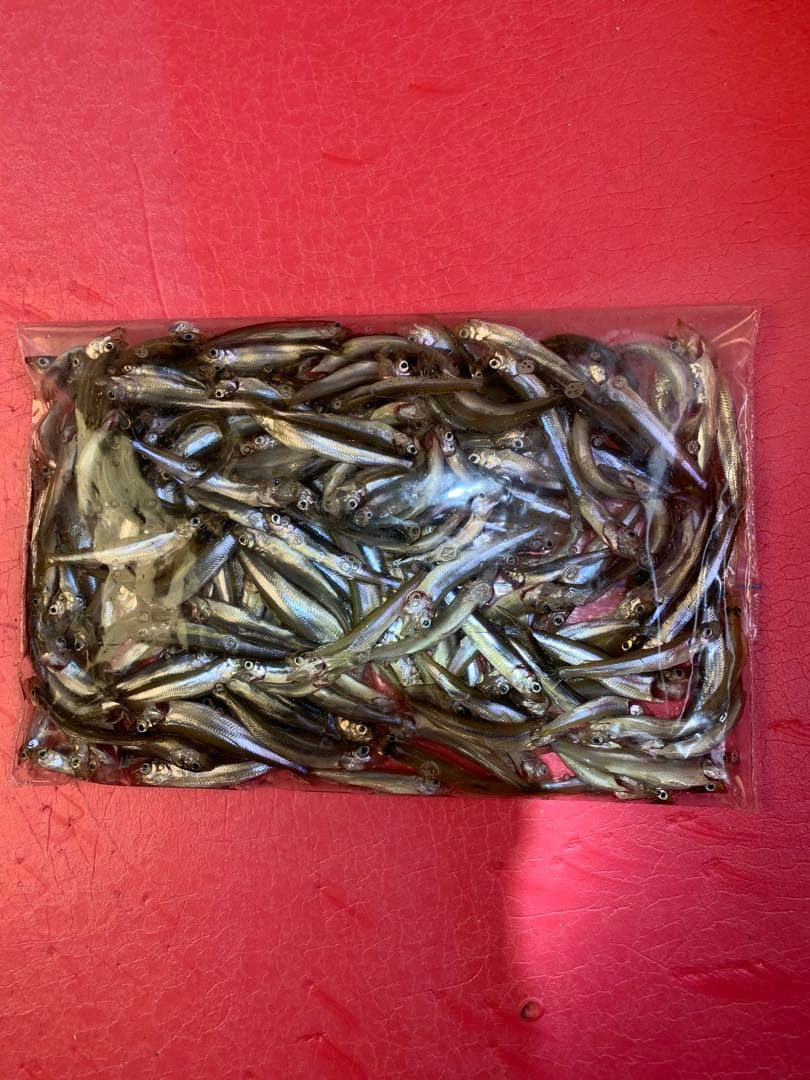 ワカサギステンレス穂先　 255ミリ　　２本