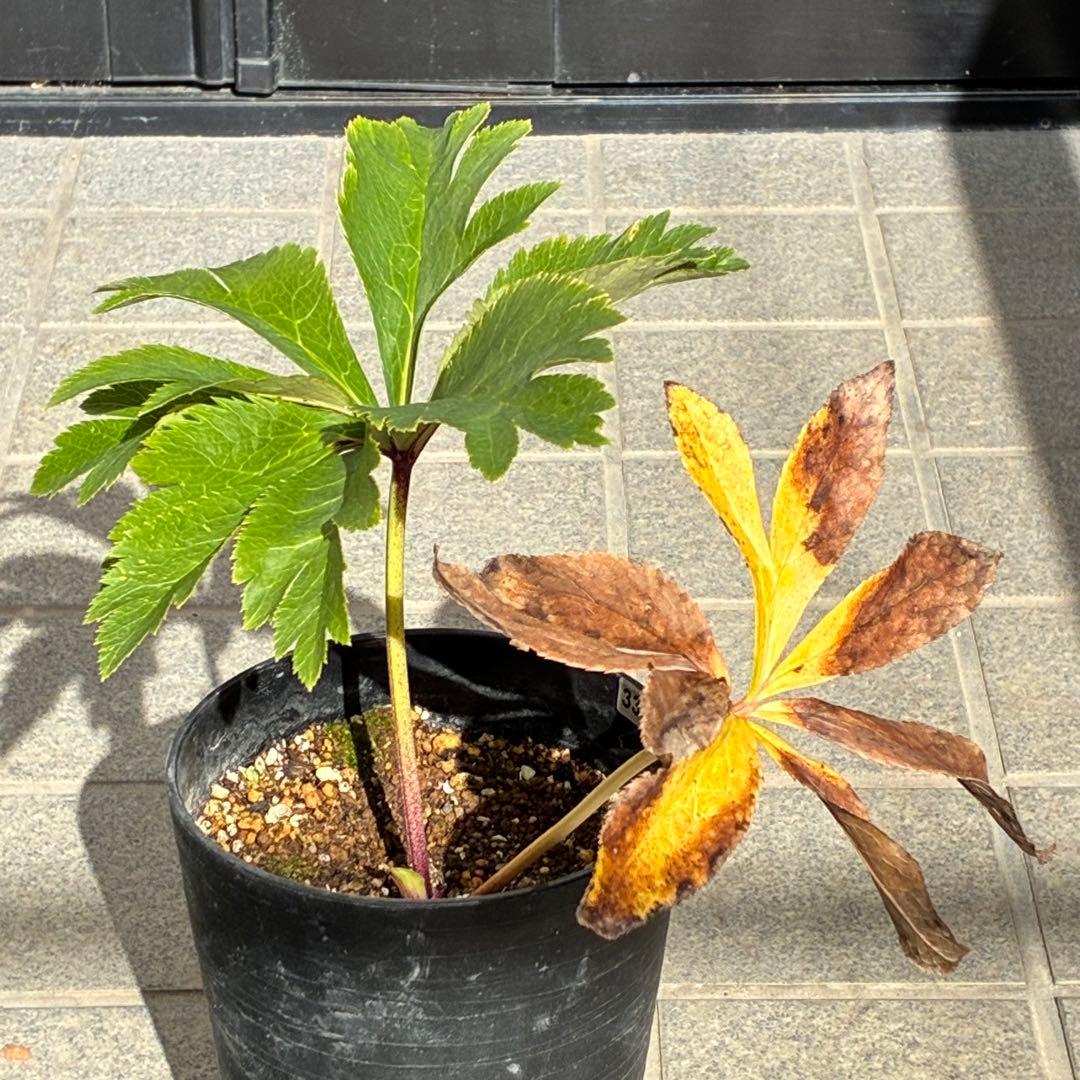 バ*カ様 ☘️限定1株☘️未株分け☘️3354⭐️小輪⭐️オーレア⭐️真紅⭐️ぼ