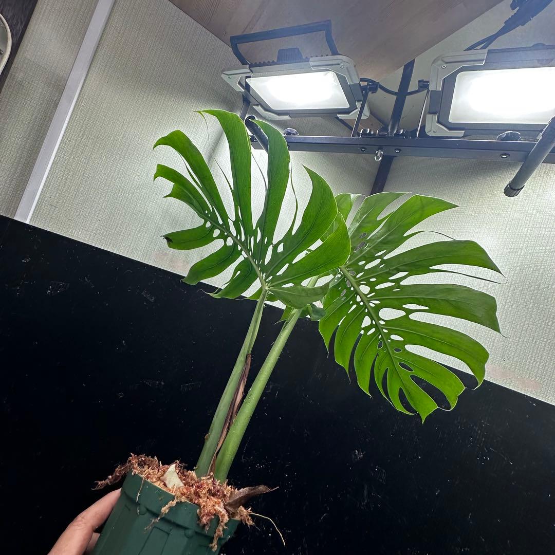 a*i様 モンステラデリシオーサマクロコズム超希少系統鉢植え61㎝