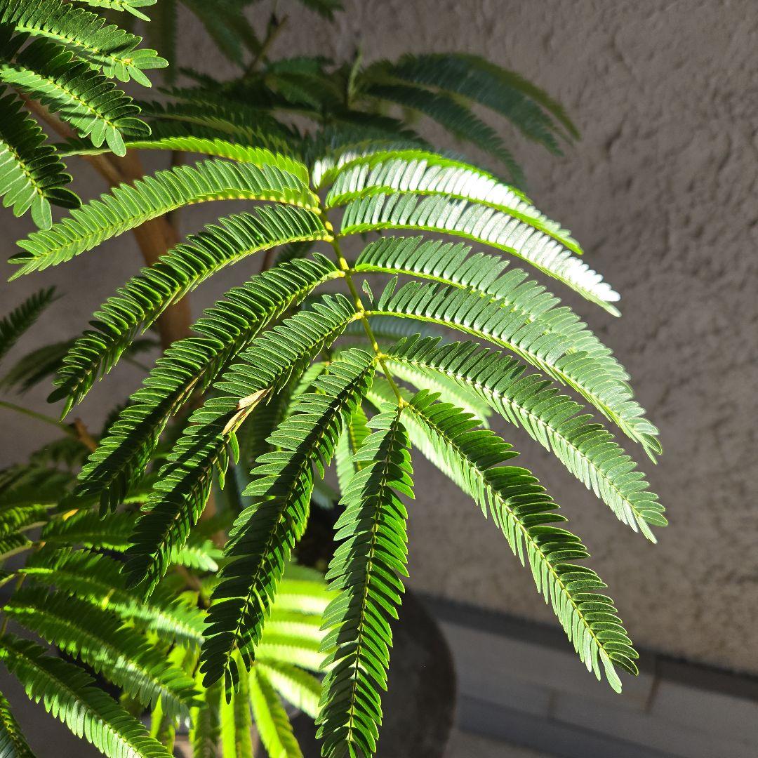 ④　エバーフレッシュ　8号特大苗木最高等級極上品　極太　‼️