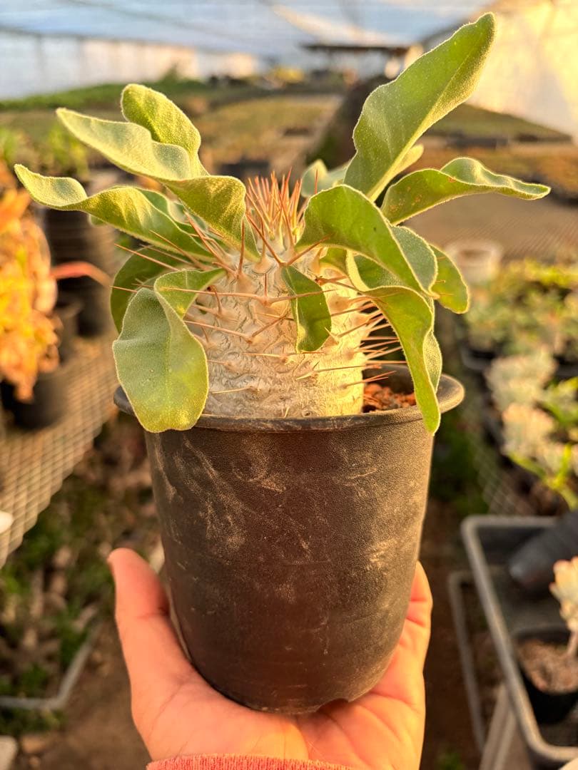 パキポディウム ナマクアナム 光堂　国内実生　美株