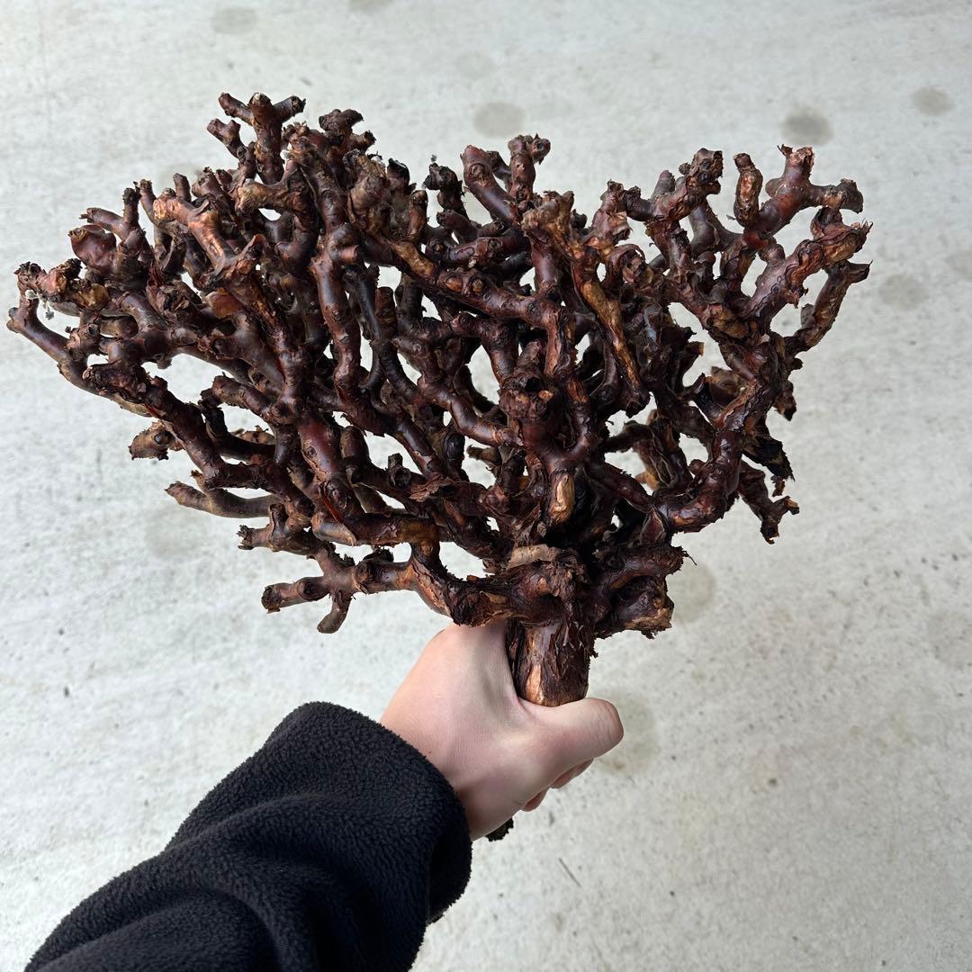 カ*】様 ペラゴニウム ミラビレ 未発根 到着新鮮株！！