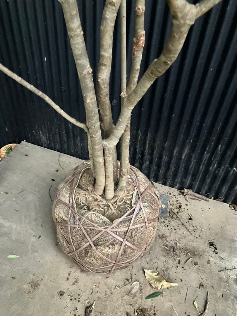 バヤシ 山採り　アオダモ　j