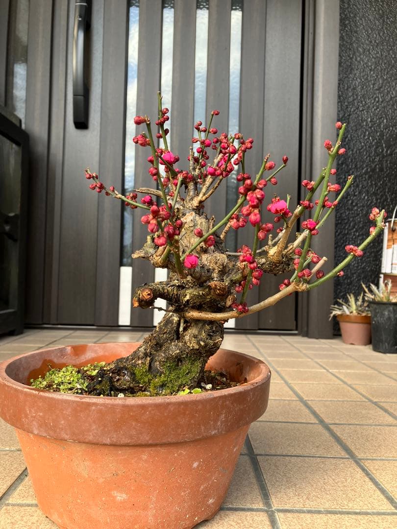 緋梅盆栽　超極太　樹齢30年位　★超大特価 滅多に出ない極上品 早いもの勝ち★