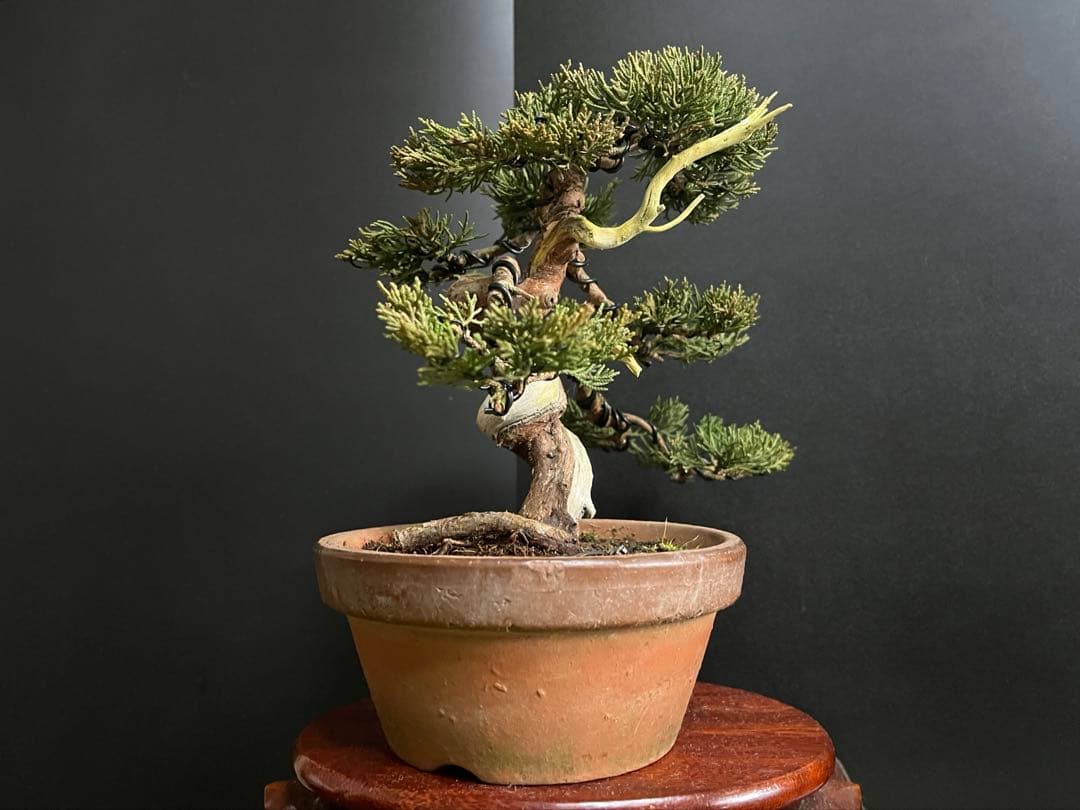 真柏盆栽　糸魚川真柏　捻転シャリ　小品盆栽　樹高20cm 素材