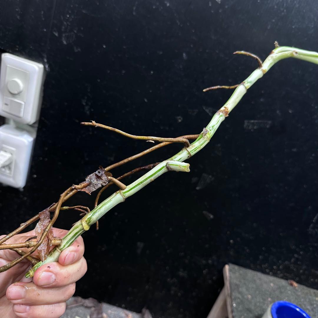 な*け様 斑入りモンステラホワイトタイガー茎8株おまとめ