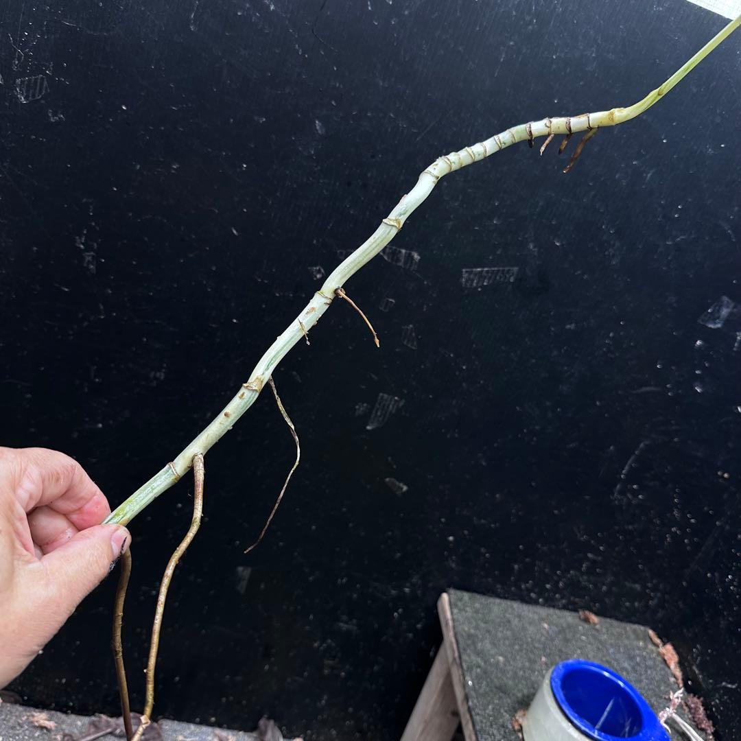 な*け様 斑入りモンステラホワイトタイガー茎8株おまとめ