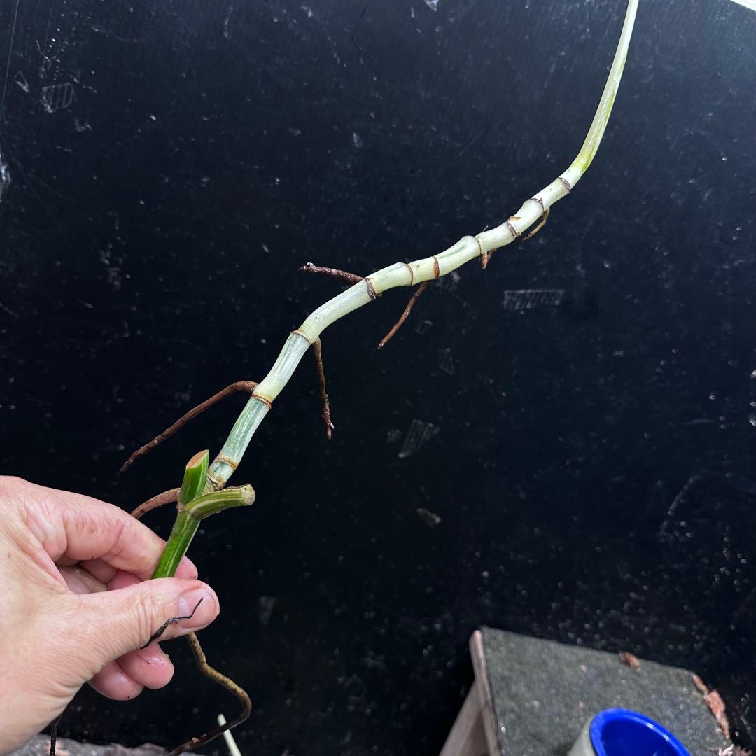 な*け様 斑入りモンステラホワイトタイガー茎8株おまとめ