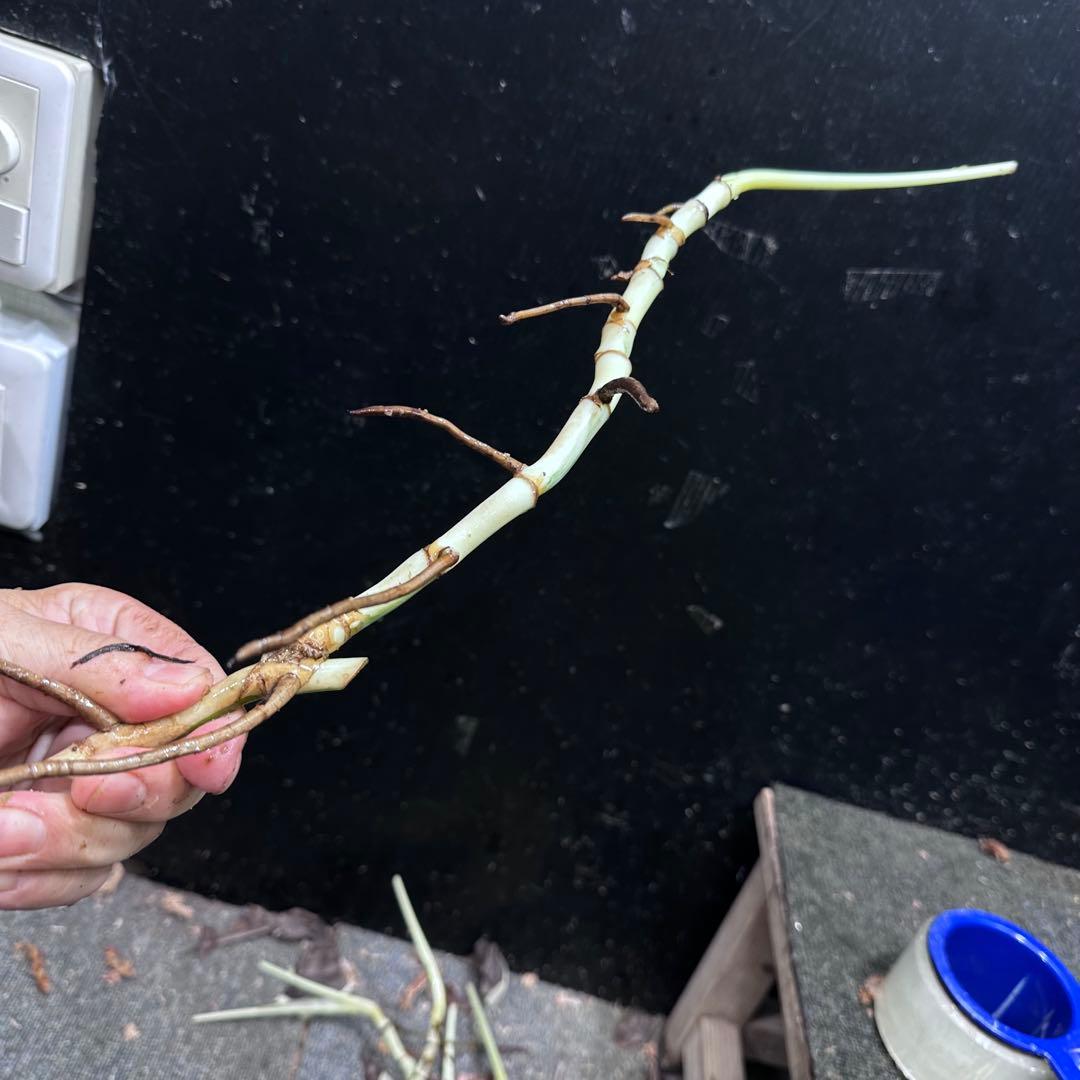 な*け様 斑入りモンステラホワイトタイガー茎8株おまとめ