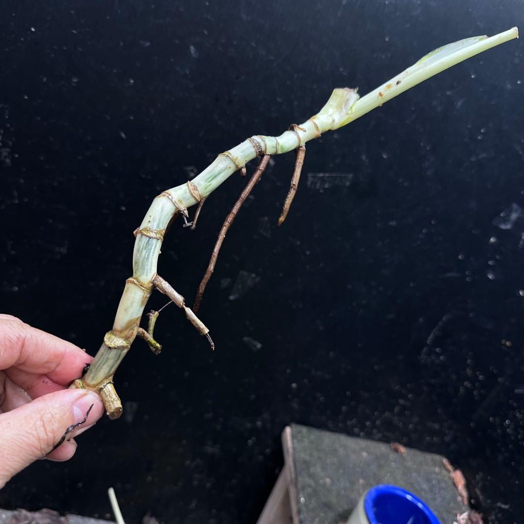 な*け様 斑入りモンステラホワイトタイガー茎8株おまとめ