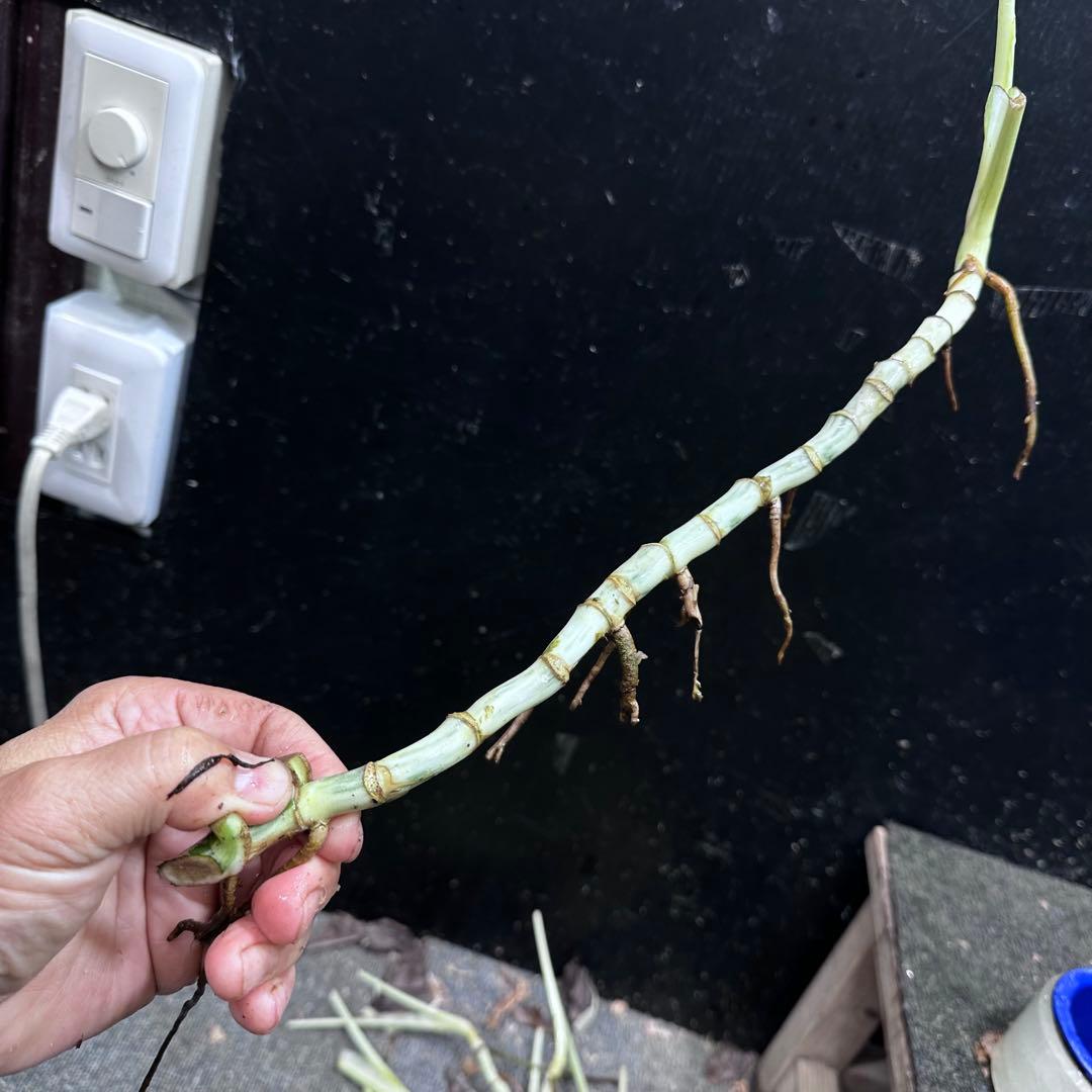 な*け様 斑入りモンステラホワイトタイガー茎8株おまとめ