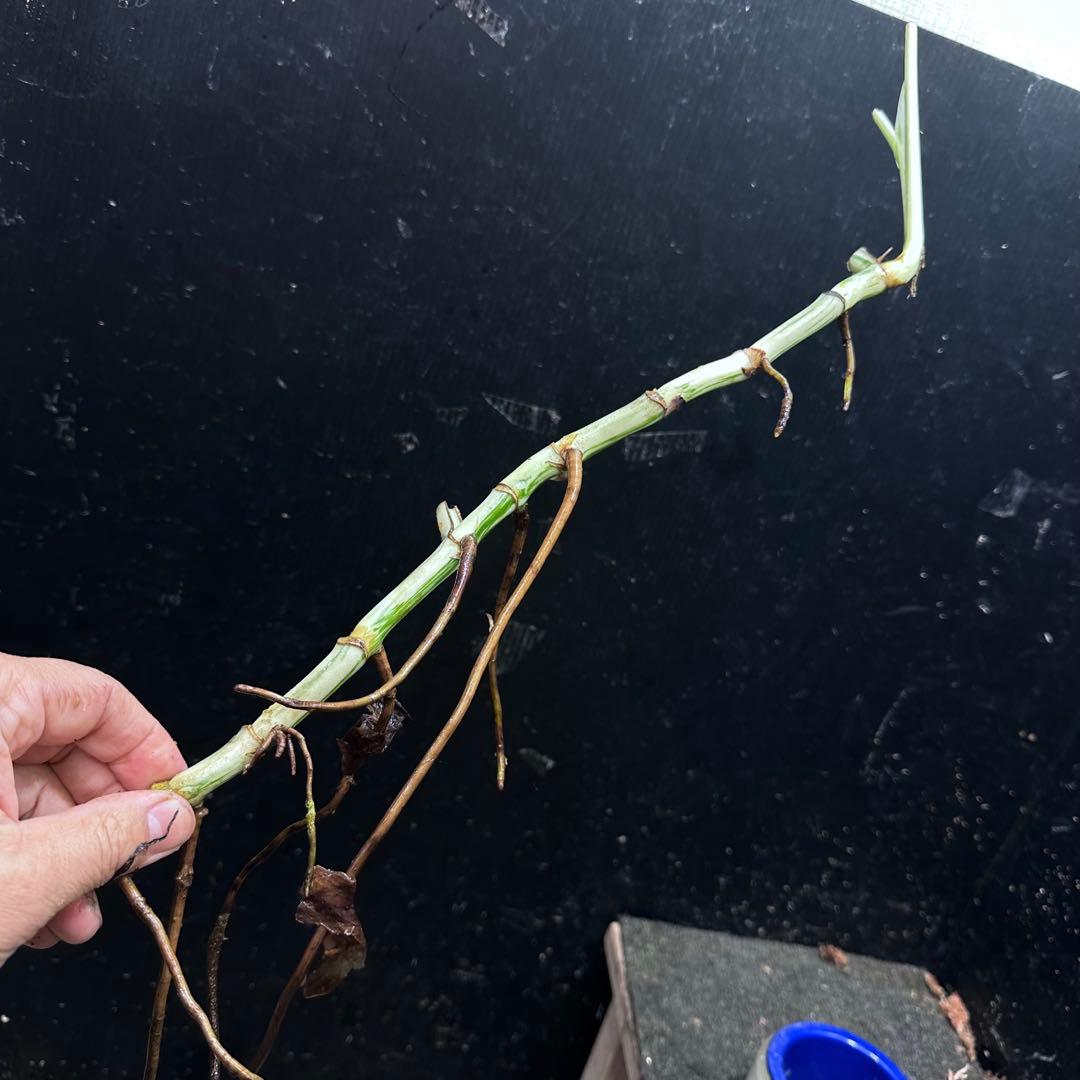 な*け様 斑入りモンステラホワイトタイガー茎8株おまとめ