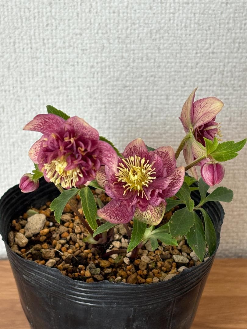 認定　アンティークモーリー　クリスマスローズ開花株