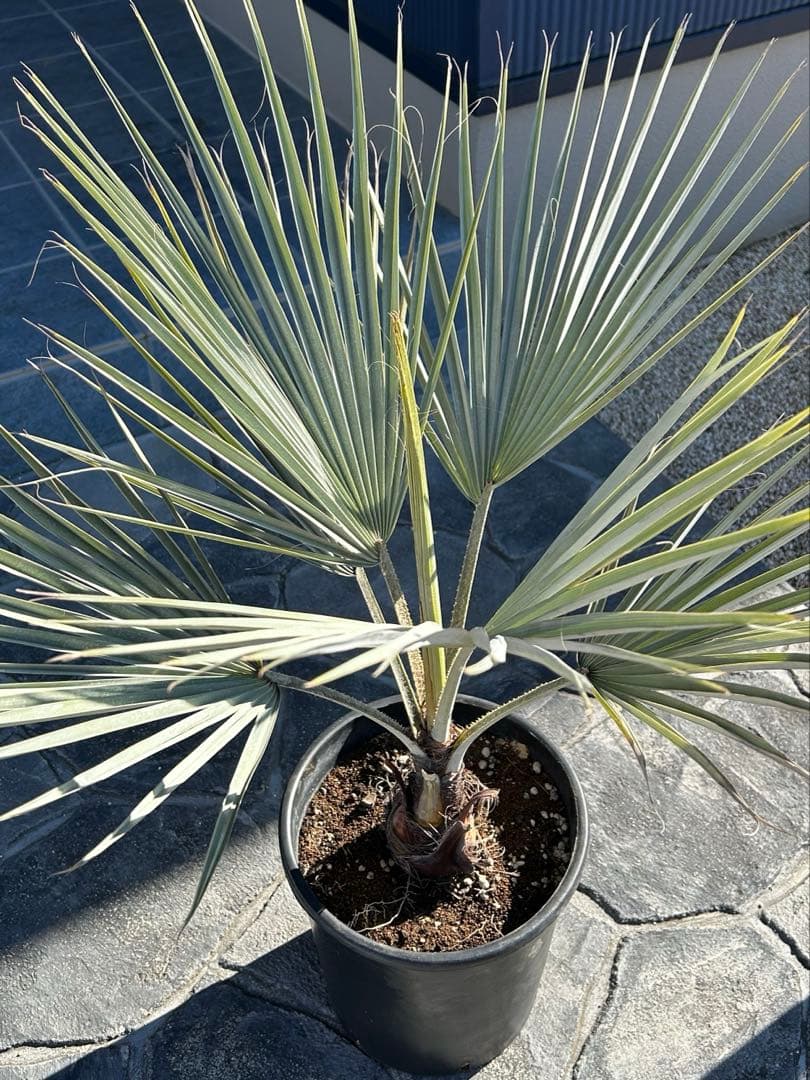 ブラヘアアルマータ　極太株　幹幅12センチ　9号鉢