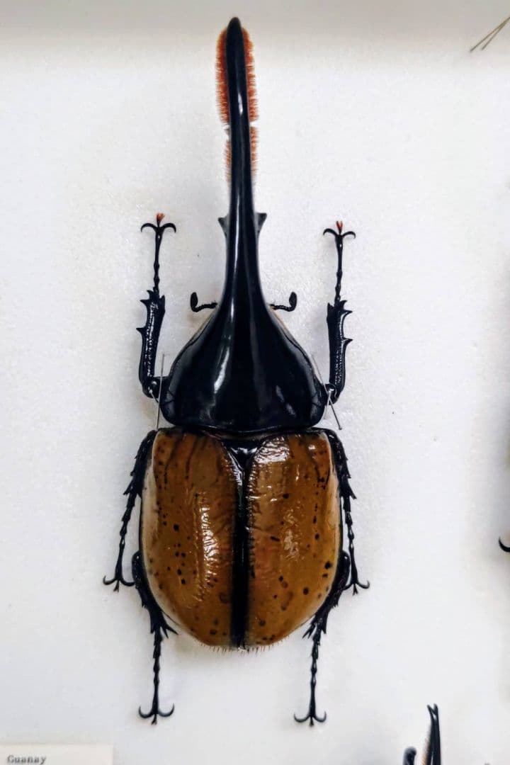 ヘラクレスオオカブト モリシマイ 標本