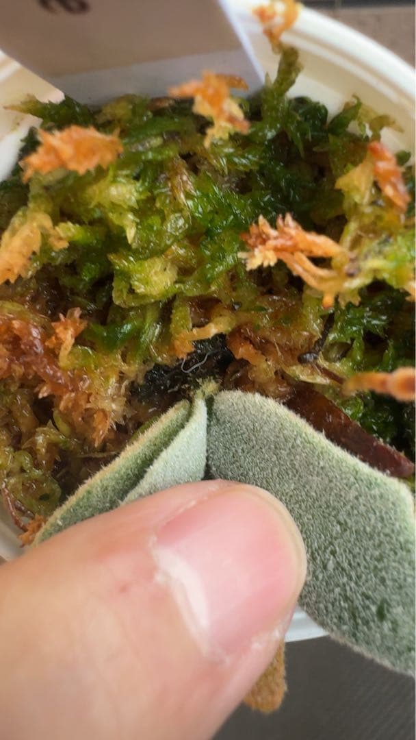 ビカクシダ P.willinckii 'Bacteria spore select '