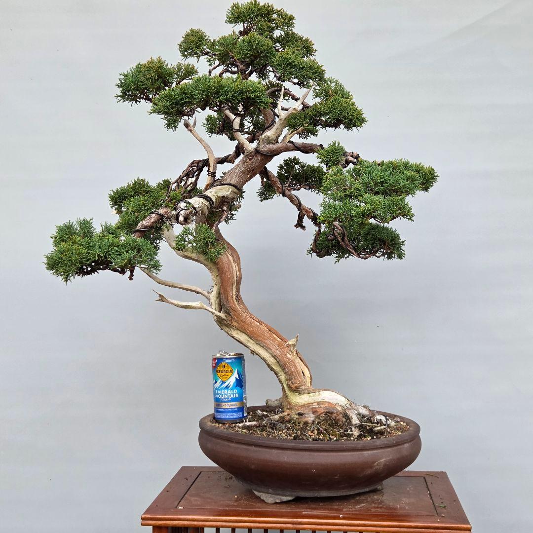 真柏　[模様木]　大品盆栽