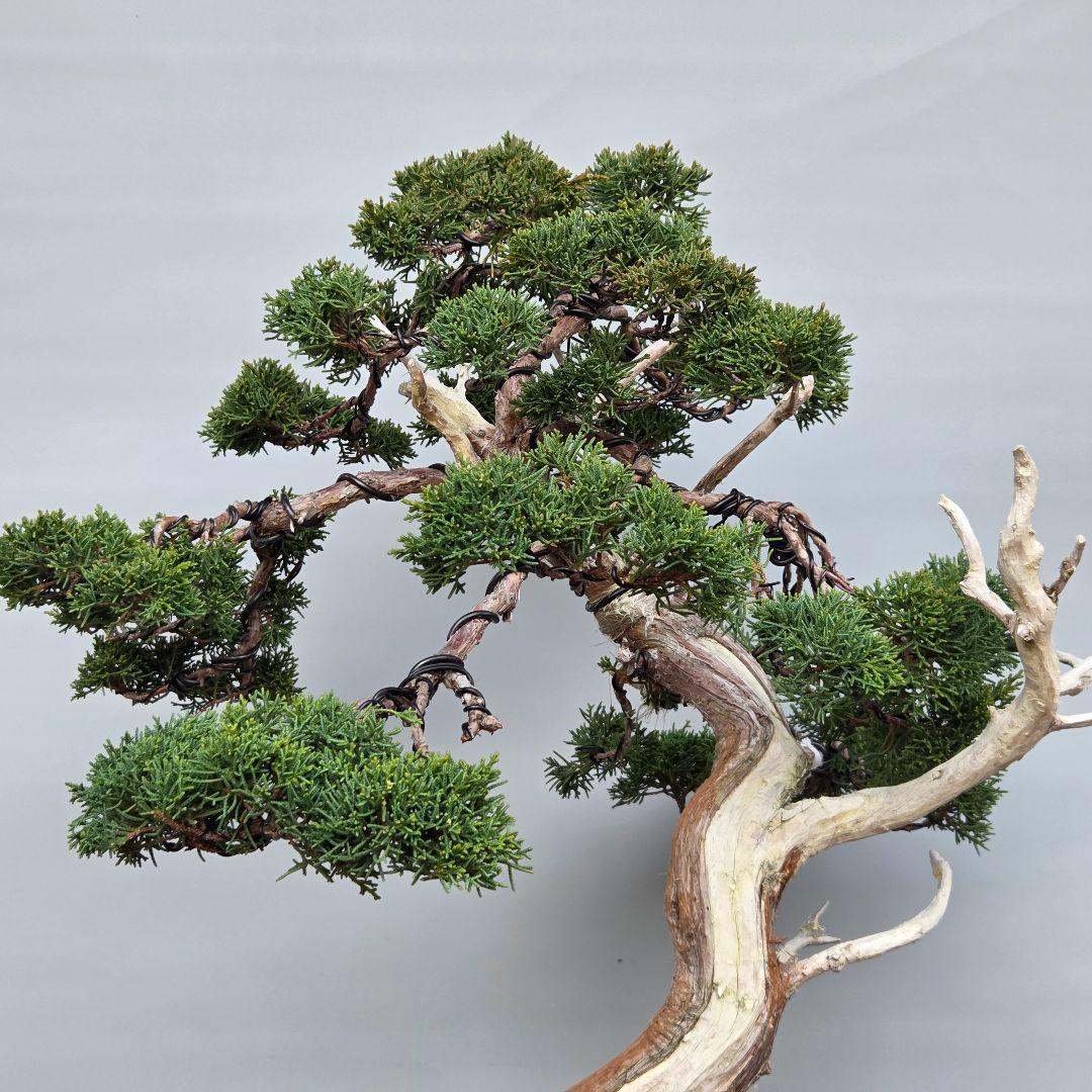 真柏　[模様木]　大品盆栽