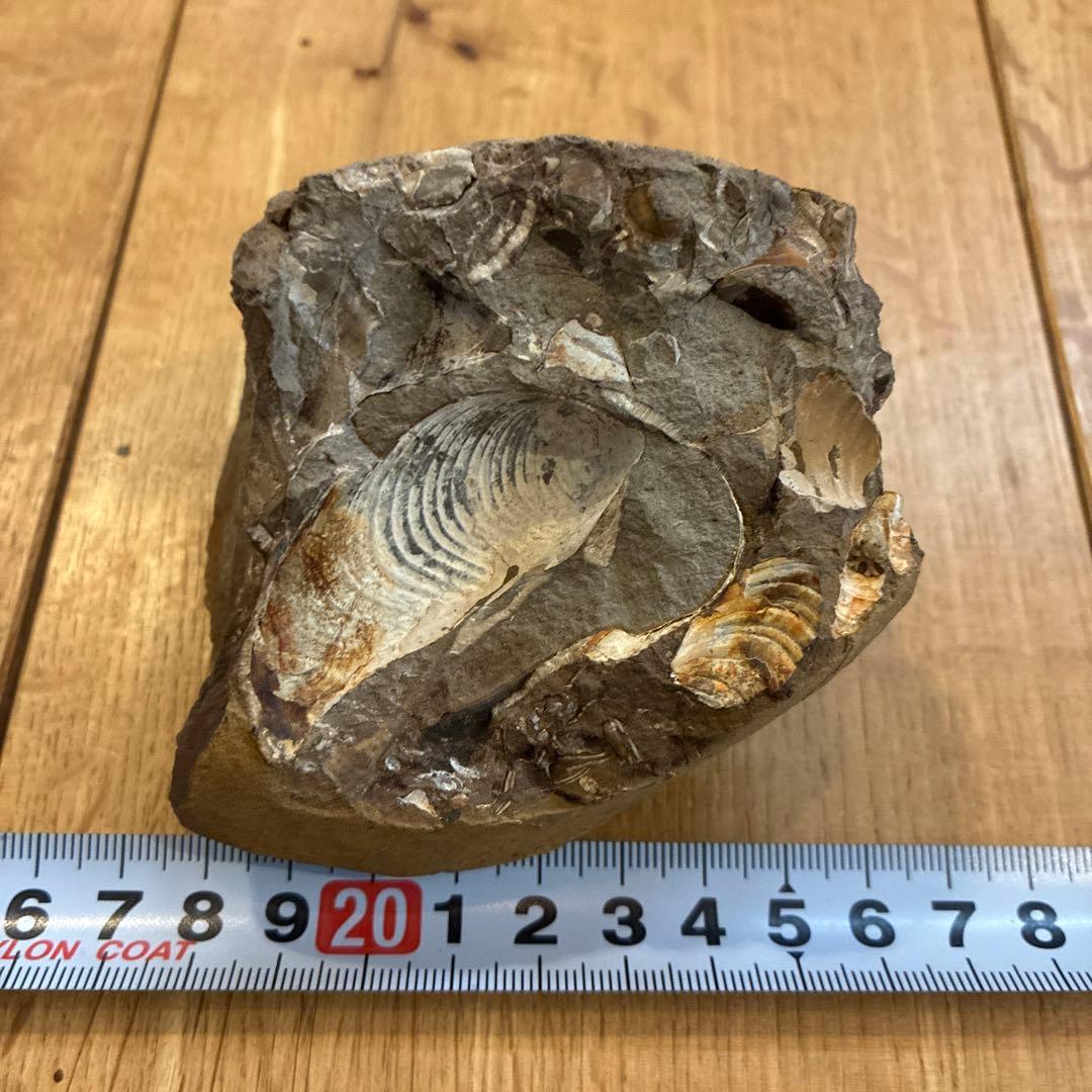 アンモナイト化石 約20cm 1997.8採掘
