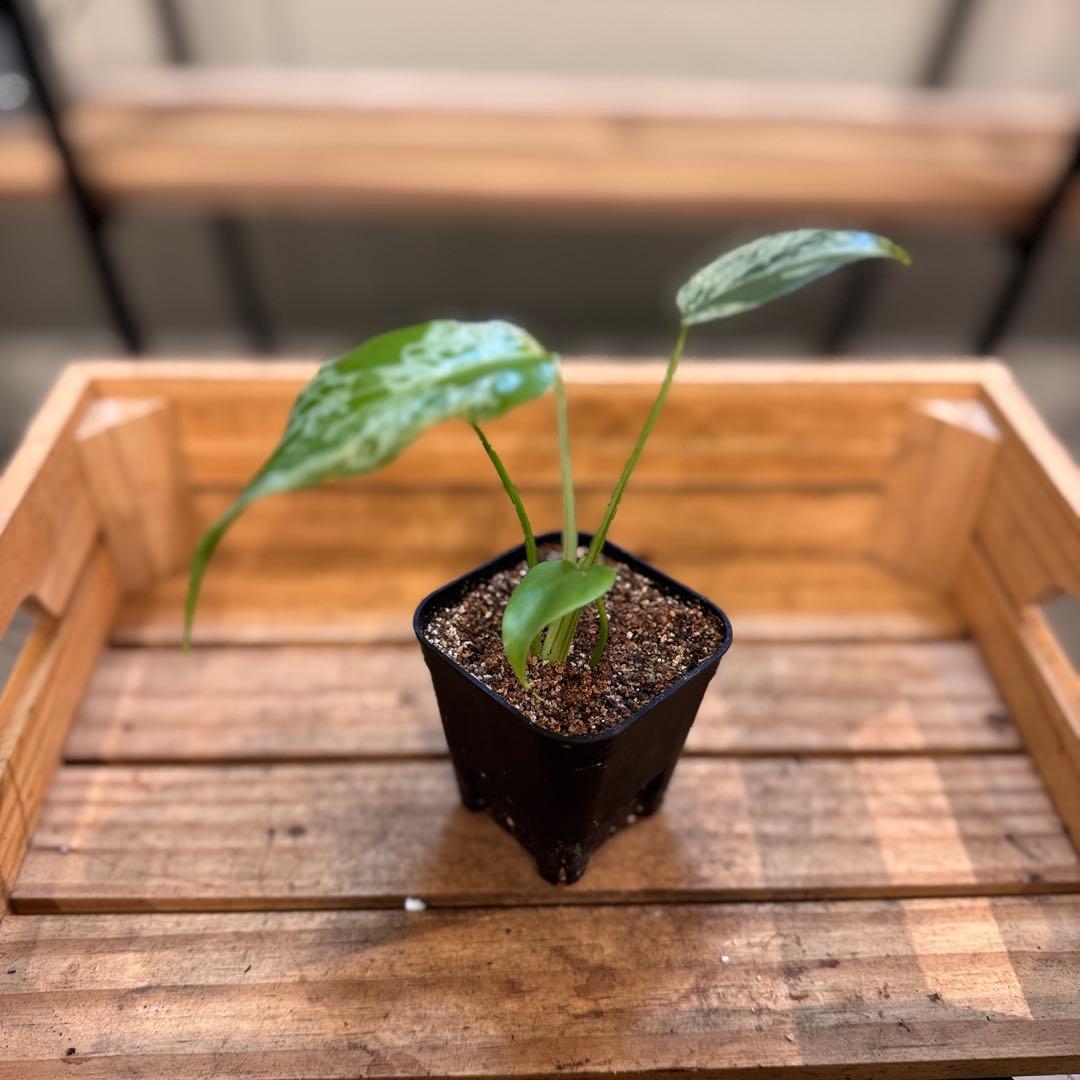 マ*ン様 45 モンステラ　デリシオーサ　バルバソー　斑入り　希少モンステラ　T