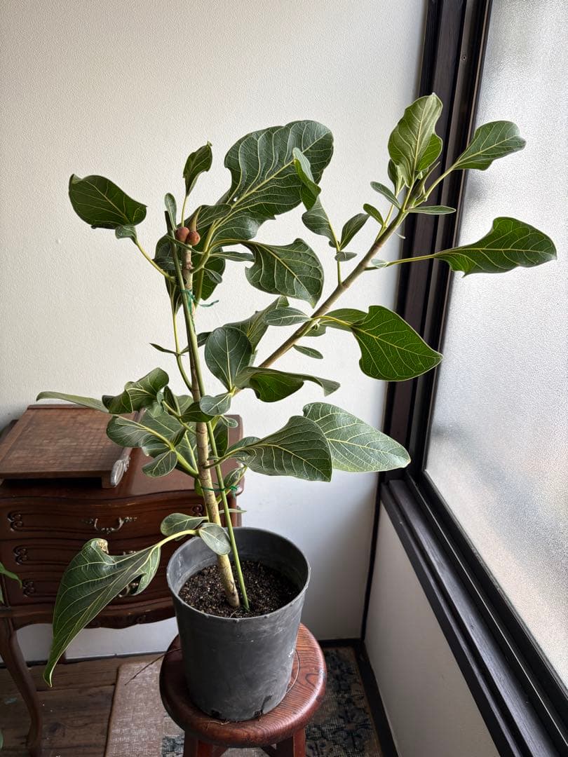フィカス　クリシュナ 7号鉢 大株
