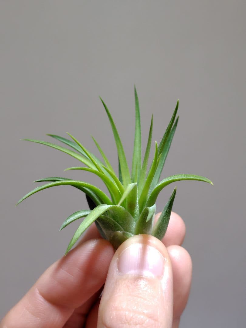 P*J様 新春セール イオナンタ ヘッジホッグ from TI