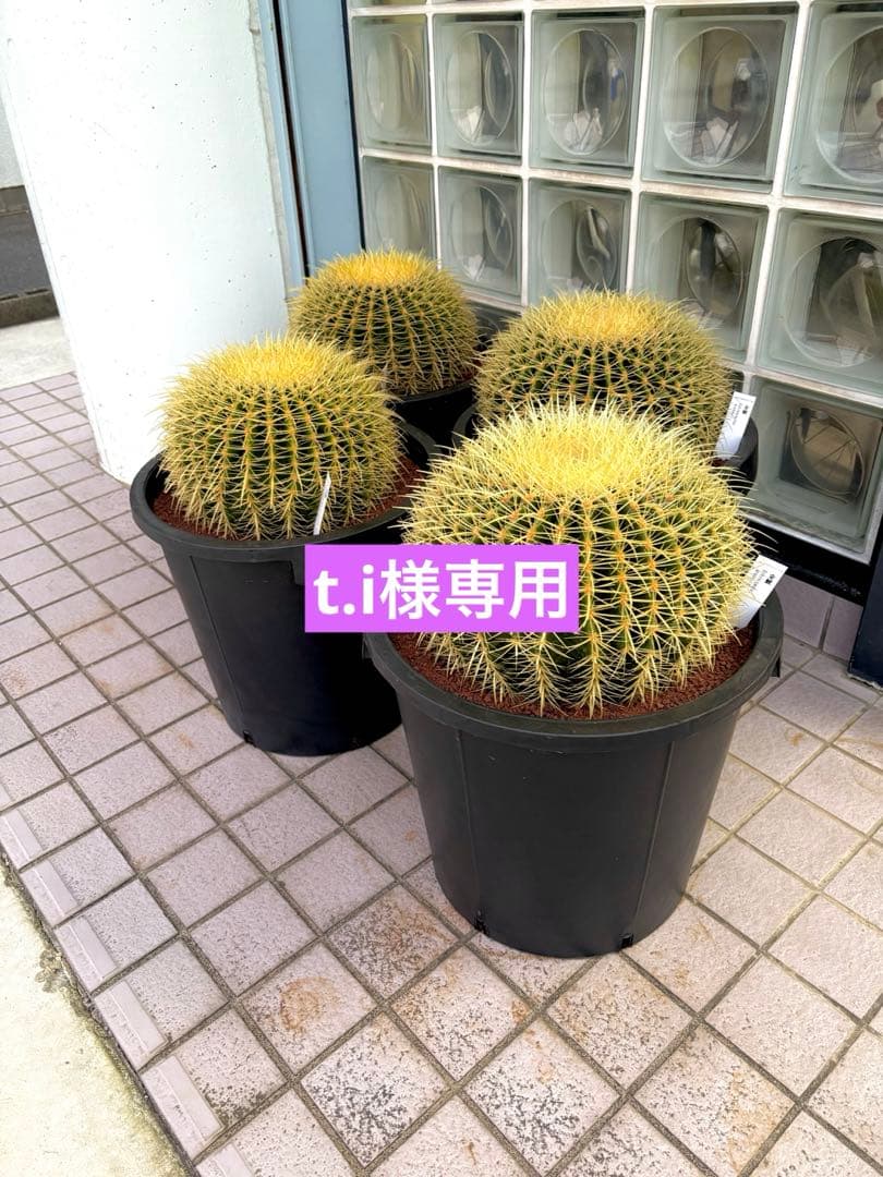 金鯱サボテン　12号サイズ