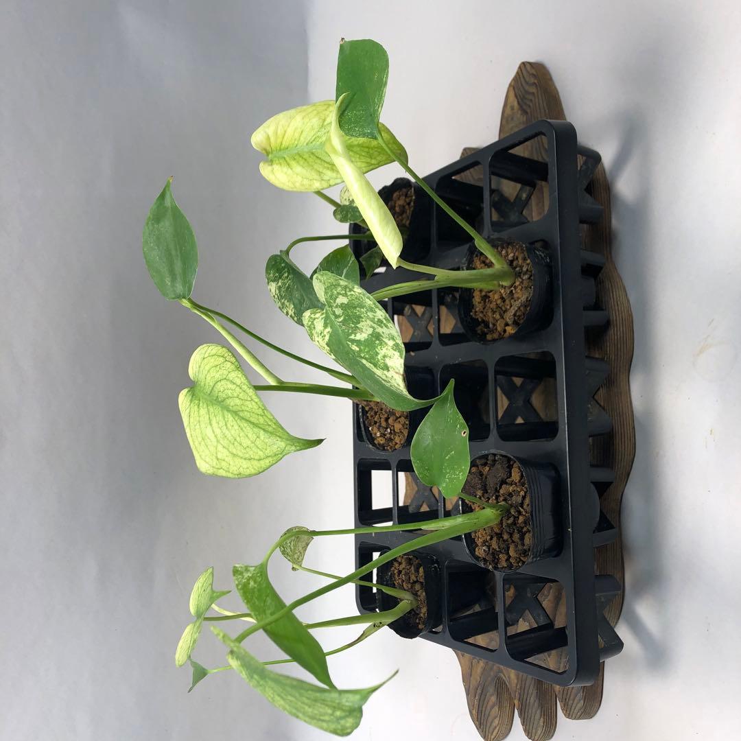 ち*え様 MS109 白怪兽 ホワイトモンスター 天津蘭 モンステラ斑入り　デリ