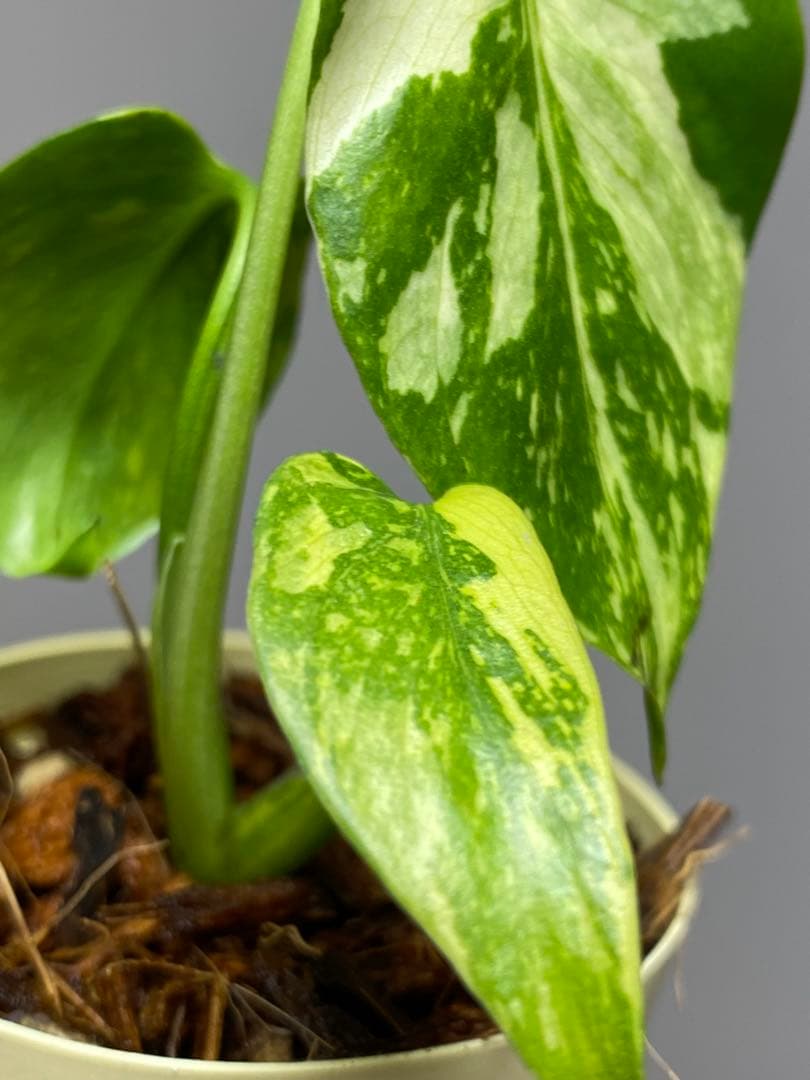 S*L様 ①【超希少‼️】モンステラ　エレクトロライト　斑入り　レア　人気　メル