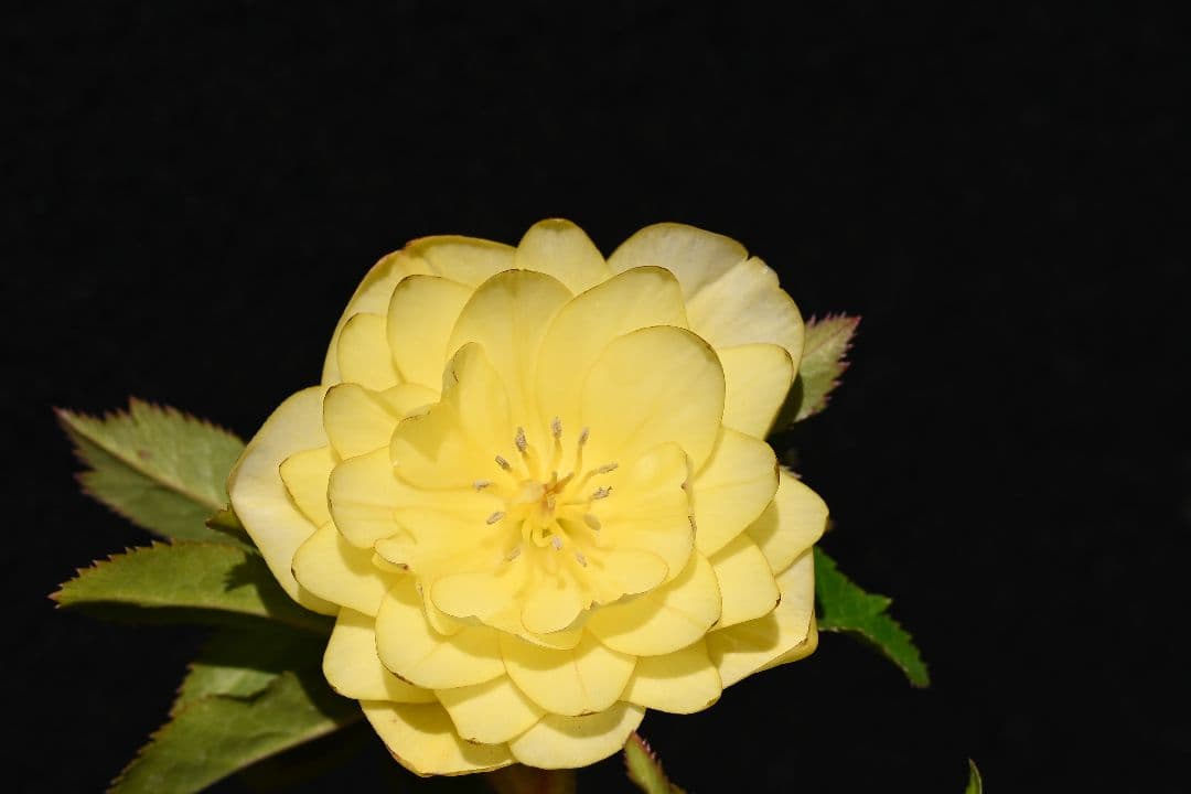 クリスマスローズ　認定かぐや姫　グロスかぐや姫交配　加藤農園