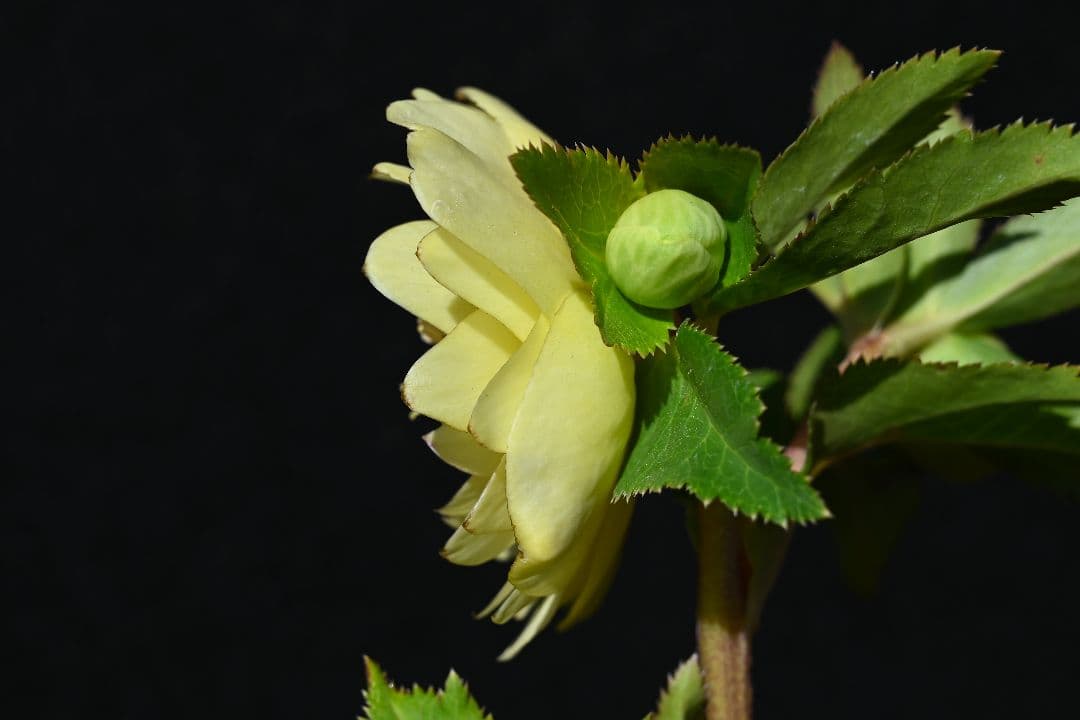 クリスマスローズ　認定かぐや姫　グロスかぐや姫交配　加藤農園