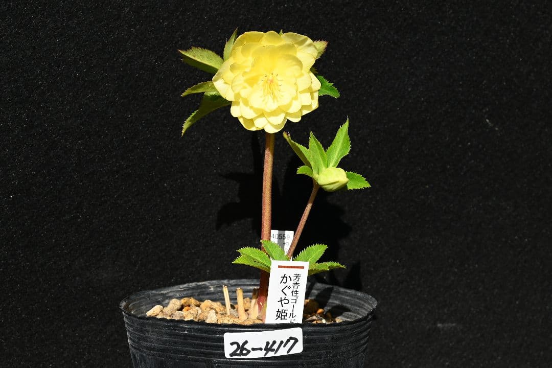 クリスマスローズ　認定かぐや姫　グロスかぐや姫交配　加藤農園