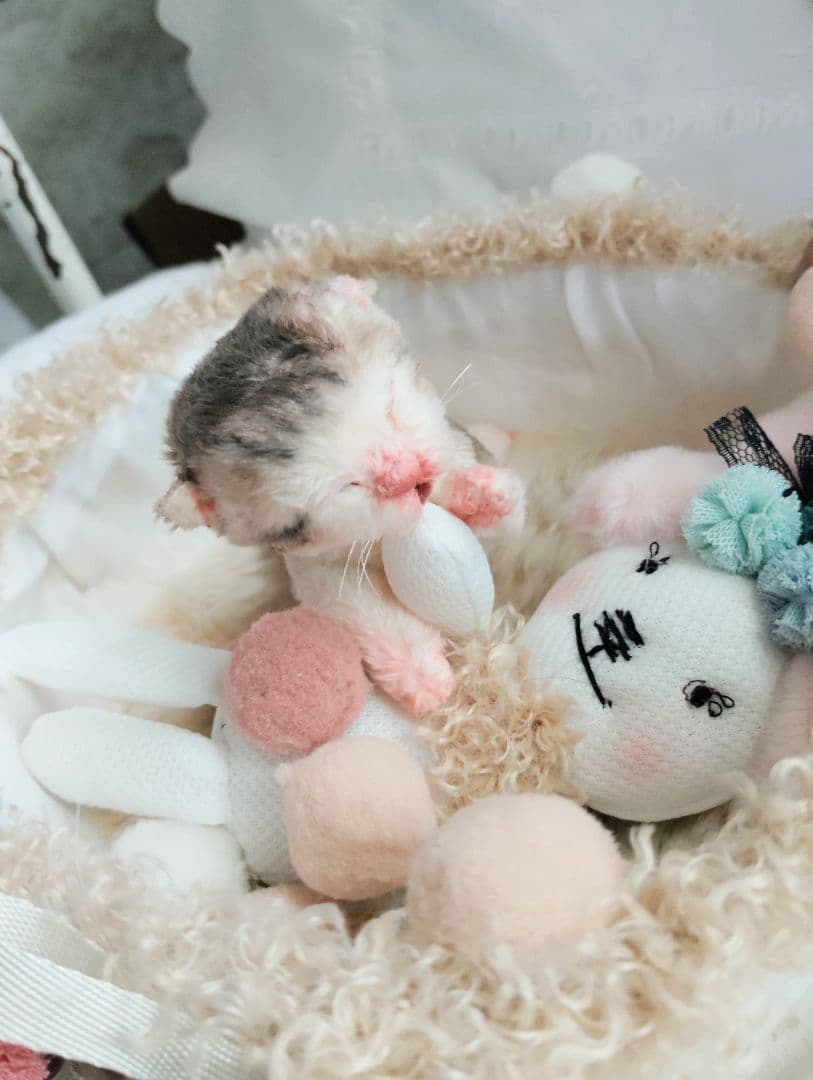 お世話してね❤生後１日子猫ちゃん♡バスケットとクマたん♡アートドール♡ぬいぐるみ
