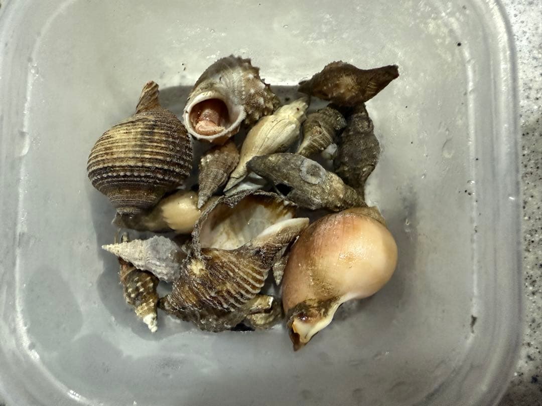 貝　まとめ売り