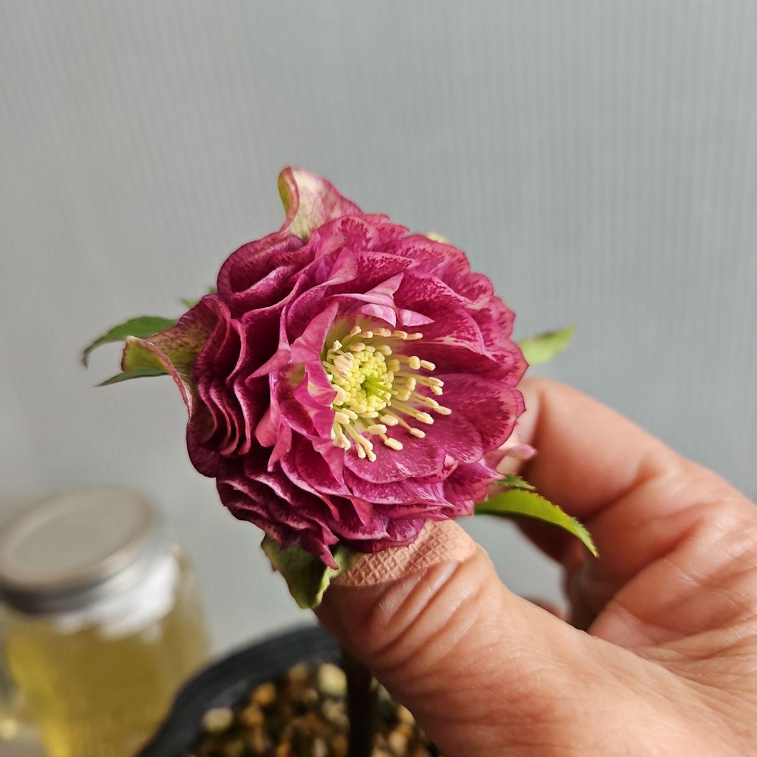 ㉖-484クリスマスローズ