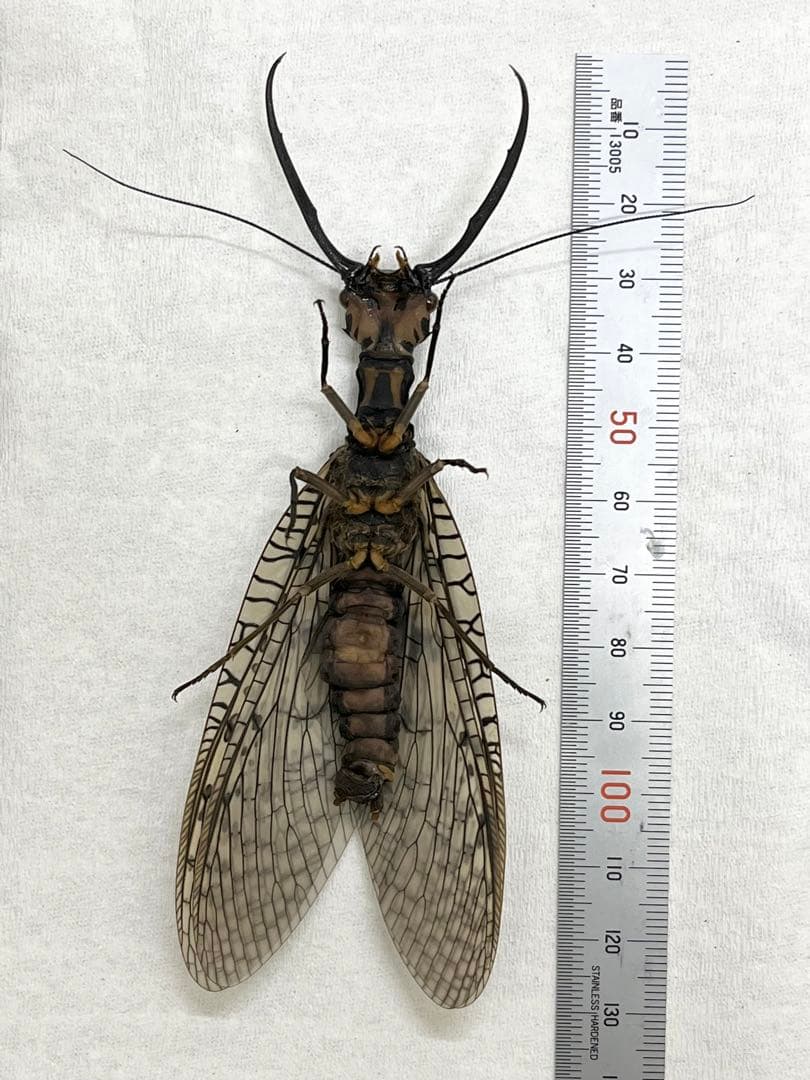 昆虫　標本　オオキバヘビトンボ　胸部に模様のある種類　125mm
