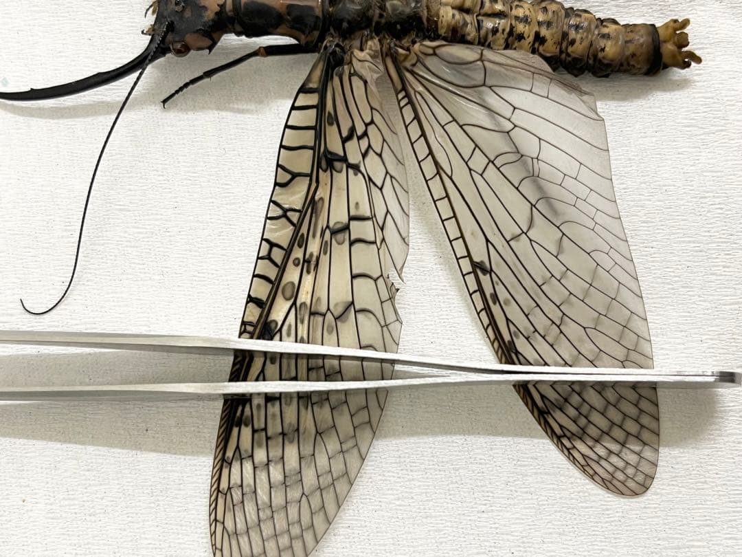 昆虫　標本　オオキバヘビトンボ　胸部に模様のある種類　125mm