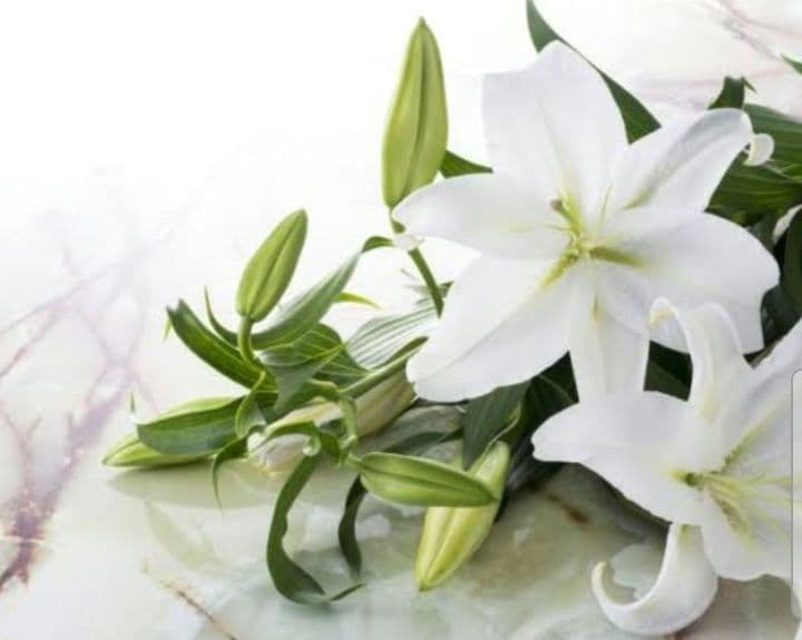 chamiiru　ガウディスキン　TAラージボトル