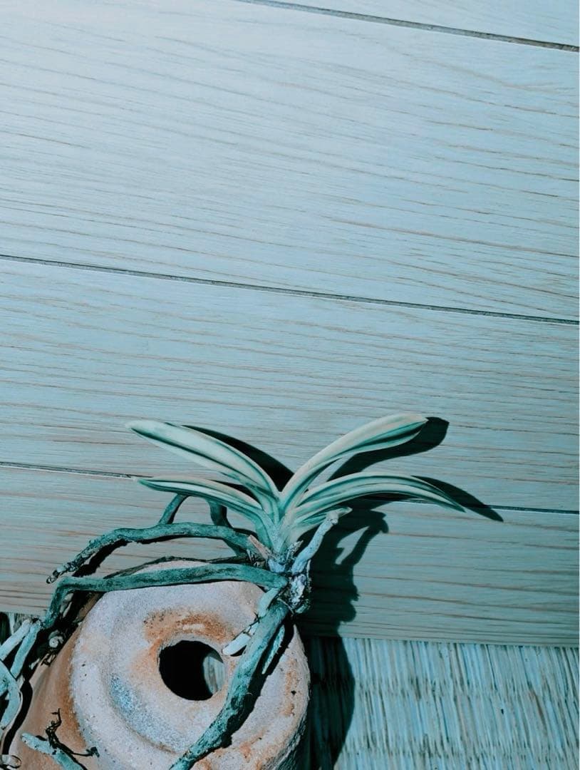 【むっちゃんさん専用品】富貴蘭「不老白」最上柄